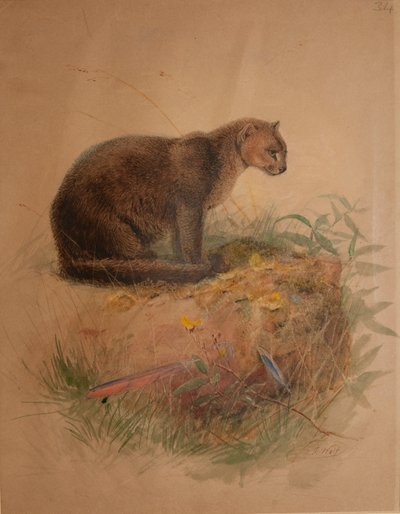 Yaguarundi Cat by Joseph Wolf